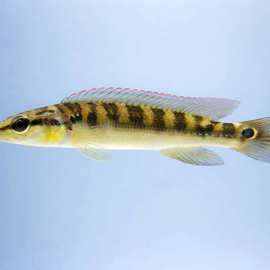  — tropical fish for sale UK — AI side clean view