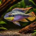 Common Krib Blue, Dwarf Rainbow — Super Red Rainbow Kribensis (Pelvicachromis pulcher) — AI hero driftwood view