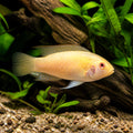 Pelvicachromis Pulcher «Super Red» - Super Red Rainbow Kribensis - Cichlid, Beautiful Tropical Fish for Community Tanks, Ideal for Fish Breeding and Cichlid Enthusiasts — for sale UK — AI natural aquarium view