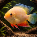 Convict Fish gold — tropical fish for sale UK — AI hero driftwood view
