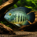 Convict Fish — tropical fish for sale UK — AI hero driftwood view