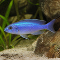 Copadichromis blue neon — tropical fish for sale UK — AI natural aquarium view