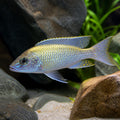 Copadichromis trewavasae Lupingu — tropical fish for sale UK — AI natural aquarium view