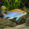 Copadichromis virginalis Fire crest — tropical fish for sale UK — AI natural aquarium view