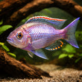 Copadichromis virginalis gold 4 - — tropical fish for sale UK — AI hero driftwood view