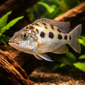 Copper Cichlid, Rostratus — tropical fish for sale UK — AI hero driftwood view