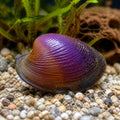 Freshwater Purple Clam - Corbicula Javanicus - Aquatic Bivalve Mollusc — Mussels and Clams for sale UK — AI natural aquarium view