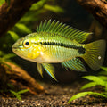 Corumba Dwarf Dichlid — tropical fish for sale UK — AI hero driftwood view