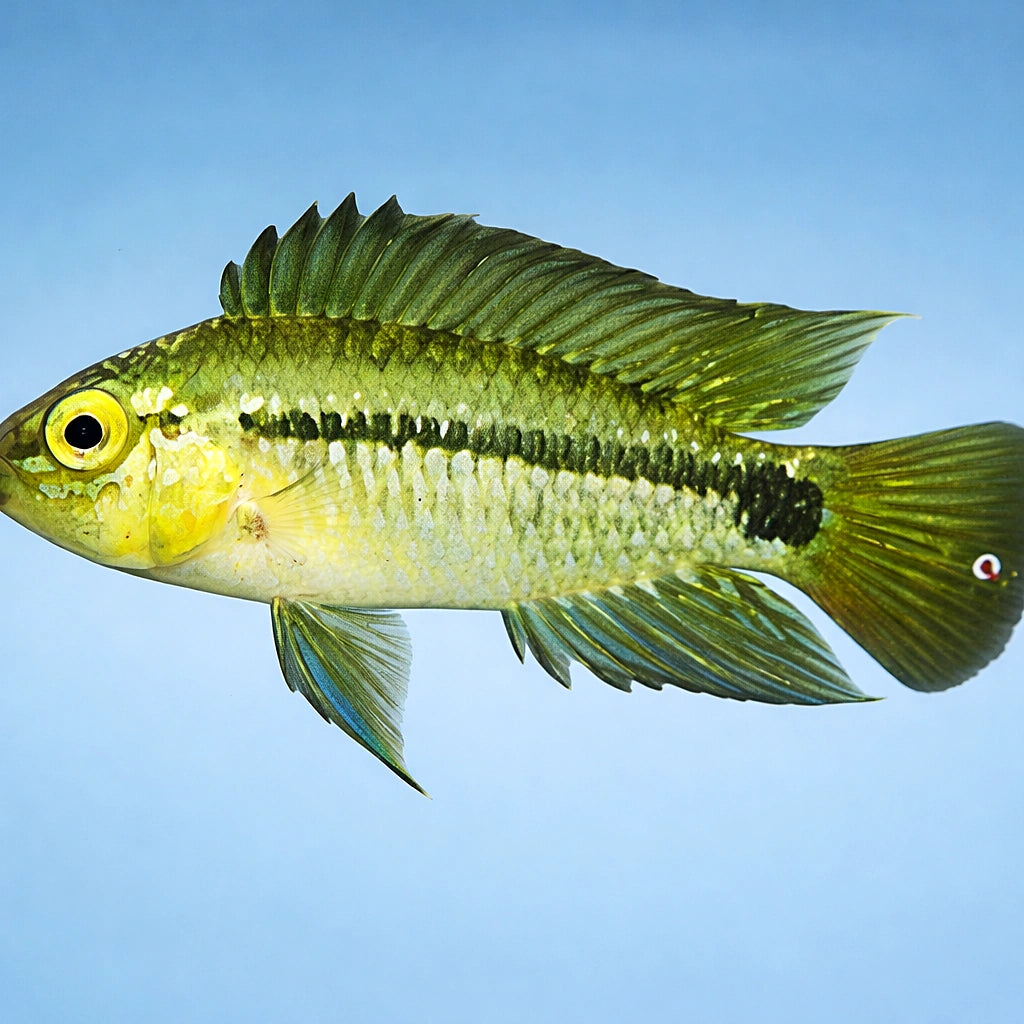 Corumba Dwarf Dichlid — tropical fish for sale UK — AI side clean view