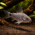 Cory Catfish — Catfish cory pleco for sale UK — AI hero driftwood view