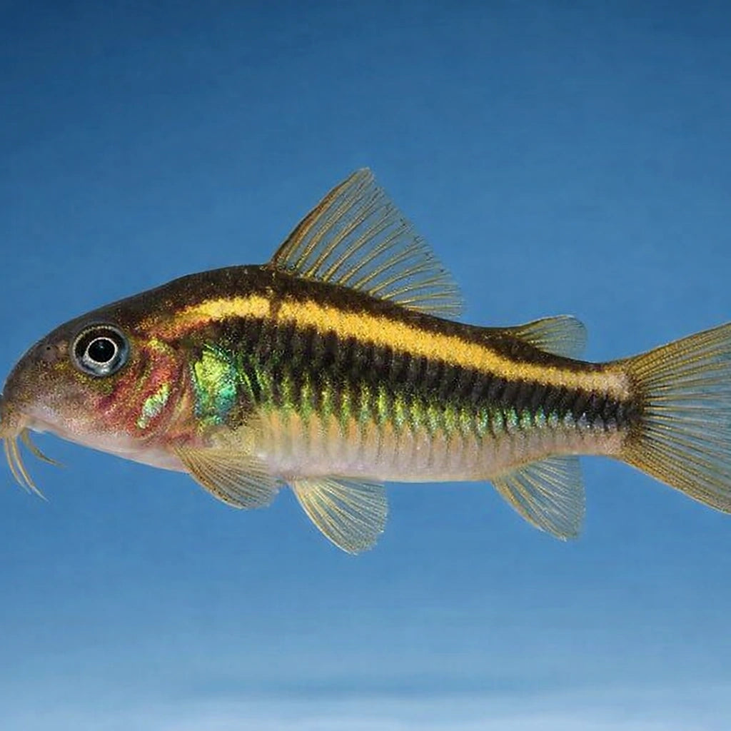 Cory Catfish — Catfish cory pleco for sale UK — AI side clean view