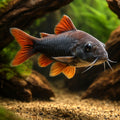 Cory Catfish — Catfish cory pleco for sale UK — AI hero driftwood view