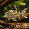  — tropical fish for sale UK — AI hero driftwood view