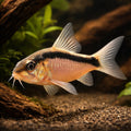  — tropical fish for sale UK — AI hero driftwood view