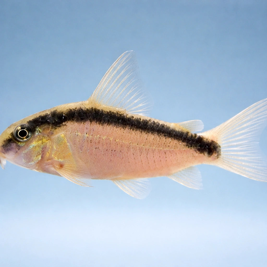  — tropical fish for sale UK — AI side clean view