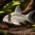 Corydoras cf sychri C53 4 - 4, — tropical fish for sale UK — AI hero driftwood view