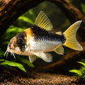  — tropical fish for sale UK — AI hero driftwood view