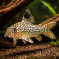  — tropical fish for sale UK — AI hero driftwood view