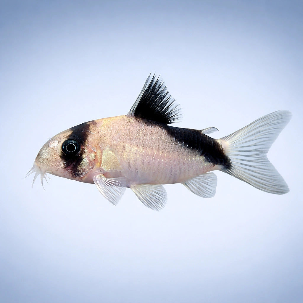  — tropical fish for sale UK — AI side clean view