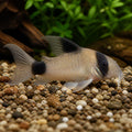 PANDA CORY TROPICAL FISH CORYDORAS CATFISH AQUARIUM CLEANING CREW, Beautiful Freshwater Fish that Enhance your Home Aquarium, Easy Care for Beginners and Enthusiasts Alike — for sale UK — AI natural aquarium view