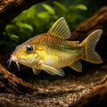  — tropical fish for sale UK — AI hero driftwood view