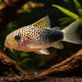  — tropical fish for sale UK — AI hero driftwood view