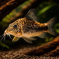 Corydoras sp. Huanta 3 - 3, — tropical fish for sale UK — AI hero driftwood view