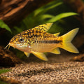 Corydoras sp. yellow cat 3 - — tropical fish for sale UK — AI hero driftwood view