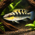 Crenicichla regani 6 - — tropical fish for sale UK — AI hero driftwood view