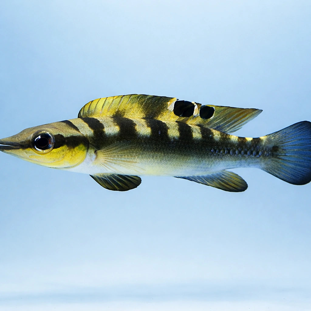 Crenicichla regani 6 - — tropical fish for sale UK — AI side clean view