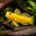 Cryptocentrus Cinctus Goby Fish for UK Aquariums — tropical fish for sale UK — AI hero driftwood view
