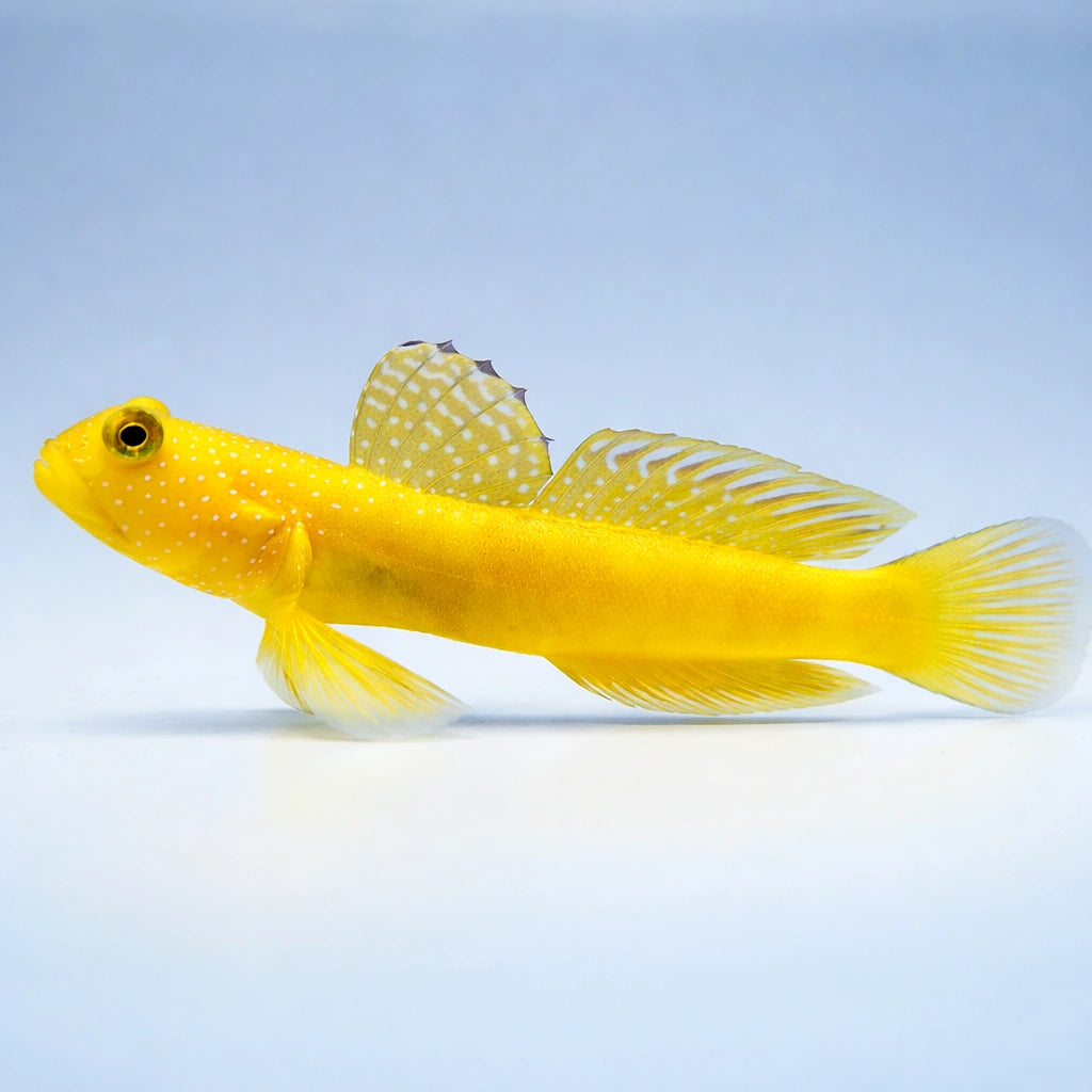 Cryptocentrus Cinctus Goby Fish for UK Aquariums — tropical fish for sale UK — AI side clean view