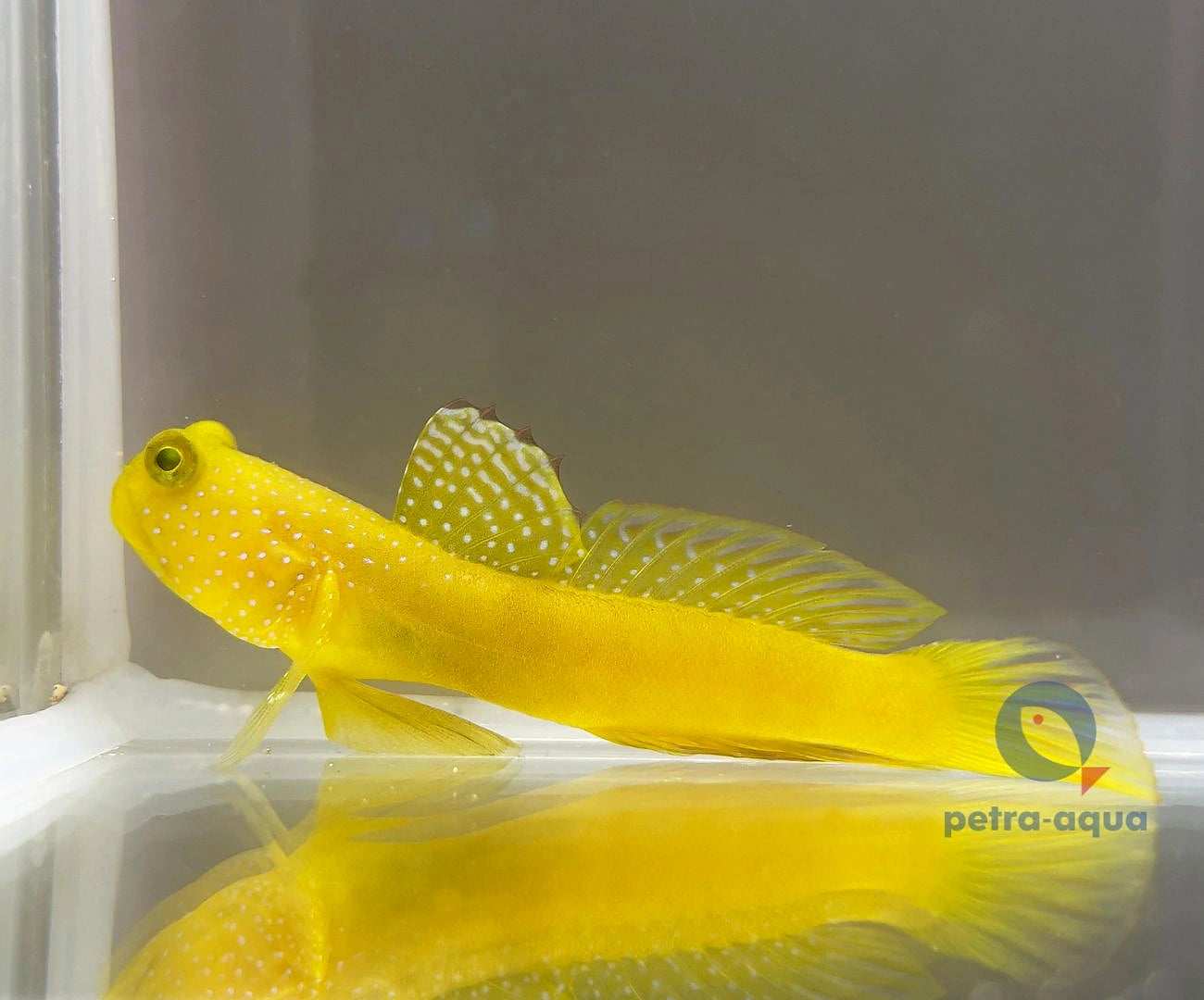 Cryptocentrus Cinctus Goby Fish for UK Aquariums — tropical fish for sale UK