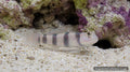 Cryptocentrus leptocephalus Pink-Spotted Watchman Goby with vertical bands and pink spots on sand - AI-generated reference image