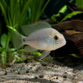 Amatitlania Myrnae - Topaz Cichlid - South American Cichlid, Thriving in Peaceful Aquariums, Perfect Fish Friends, and Ideal for Aquarists Who Love Tropical Fish Care — for sale UK — AI natural aquarium view