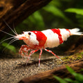 Crystal Red Shrimp — Shrimp for sale UK — AI hero driftwood view