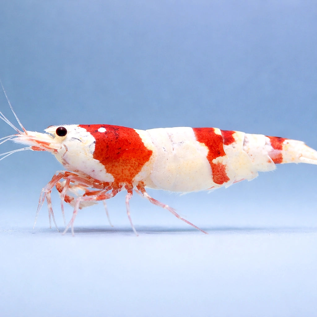 Crystal Red Shrimp — Shrimp for sale UK — AI side clean view