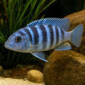 Dogtooth Cichlid (Cynotilapia afra) — AI natural aquarium view