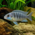 Mpangha Rock Dogtooth Cichlid — Lake Malawi Cichlids for sale UK — AI natural aquarium view