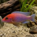 Cynotilapia fletti-red top — tropical fish for sale UK — AI natural aquarium view