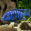 Pulpican Metriaclima Cichlid — Lake Malawi Cichlids for sale UK — AI natural aquarium view