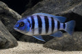 Blue Zaire Moba Cyphotilapia gibberosa juvenile in a Lake Tanganyika aquarium - AI-generated reference image
