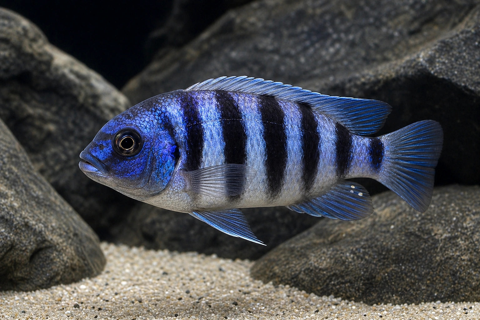 Blue Zaire Moba Cyphotilapia gibberosa juvenile in a Lake Tanganyika aquarium - AI-generated reference image