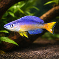 Cyprichromis lept. bulu point 4 - — tropical fish for sale UK — AI hero driftwood view