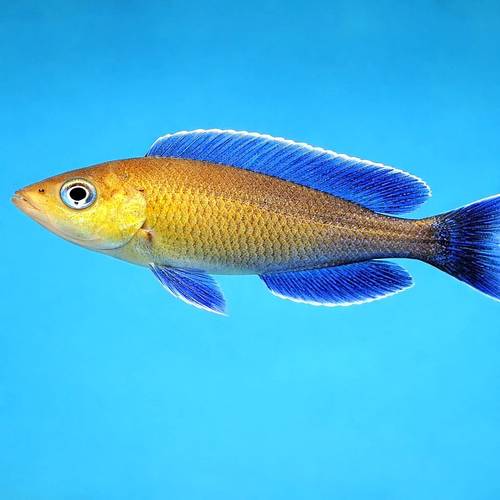 Cyprichromis lept. jumbo turquise flame 3 - — tropical fish for sale UK — AI side clean view