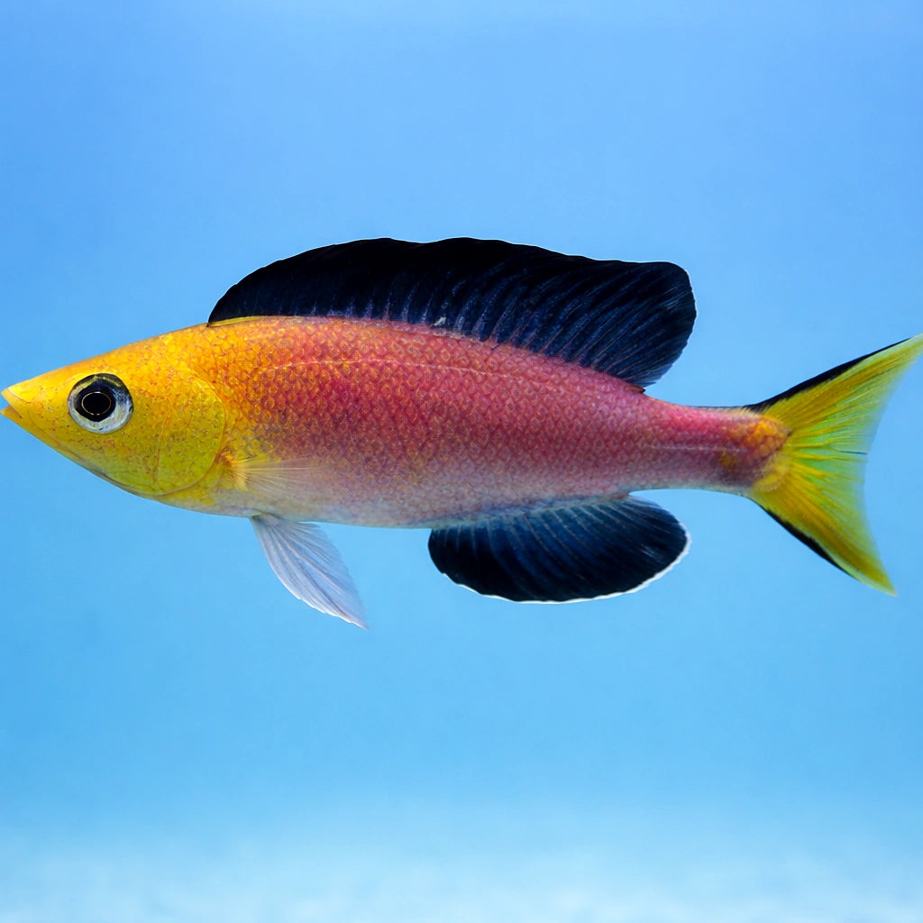 Cyprichromis lept. jumbo yellow 4 - — tropical fish for sale UK — AI side clean view