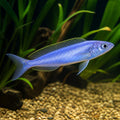 Mpulungu Sardine Cichlid - Cyprichromis Leptosoma «Mpulungu» - Tanganyika Lake, Stunning Tropical Fish That Thrives with Proper Care and Makes Great Companions for Other Cichlids — for sale UK — AI natural aquarium view