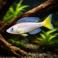 Cyprichromis leptosoma mpulungu - Cichlid Fish for Sale UK — AI hero driftwood view