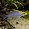 Kekese Yellow Sand Cichlid — Lake Tanganyika Cichlids for sale UK — AI natural aquarium view