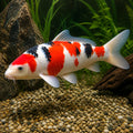 Cyprinus carpio A koi mix - Coldwater Fish for Sale UK — tropical fish for sale UK — AI natural aquarium view